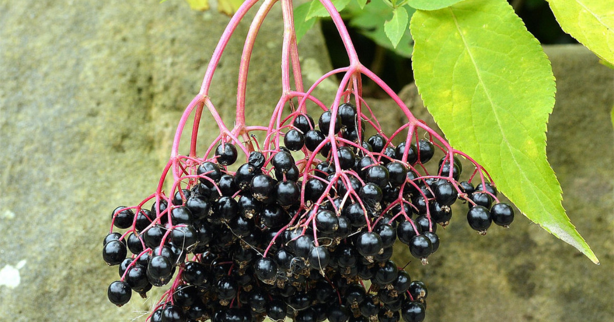 Protected: Elderberry Syrup